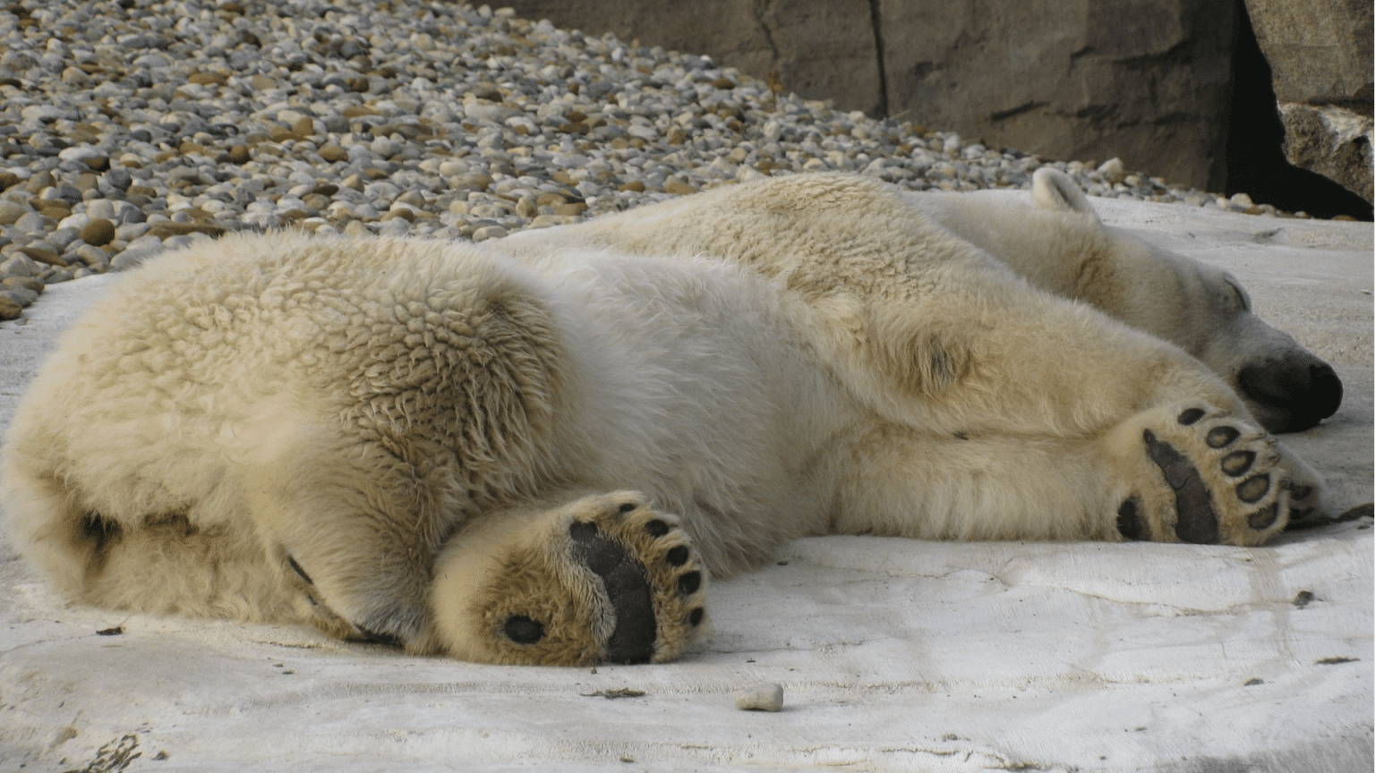 Winterschlaf Und Winterruhe Was Ist Der Unterschied