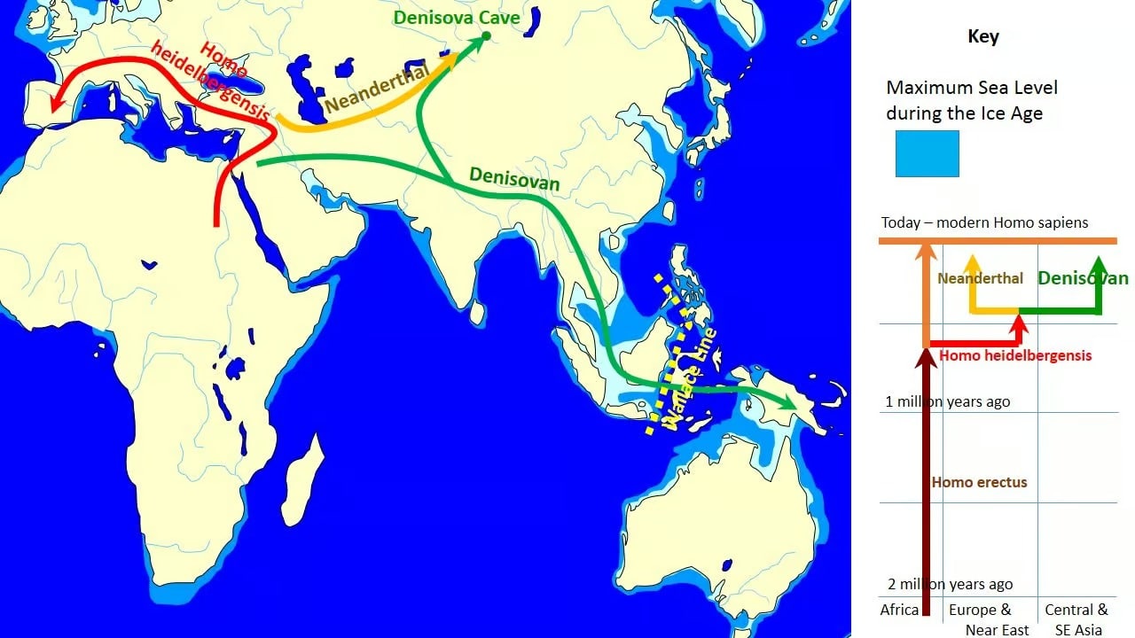 Denisova Homo sapiens Erfolgreiche Hybridisierung für das Immunsystem der Papua Futura