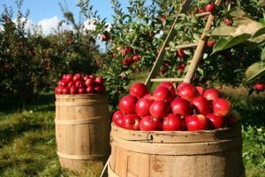 Comment tester le vinaigre de cidre ?