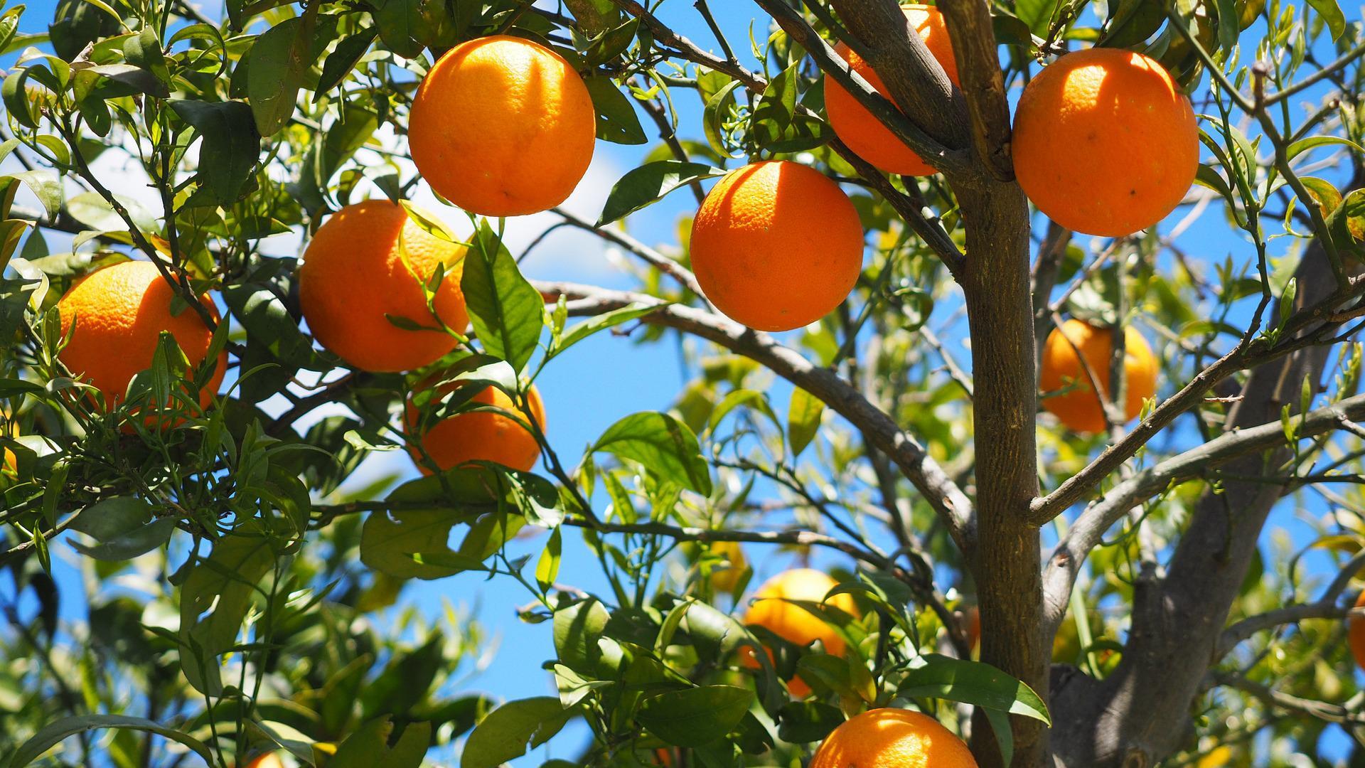 Sind Orangen gesund?