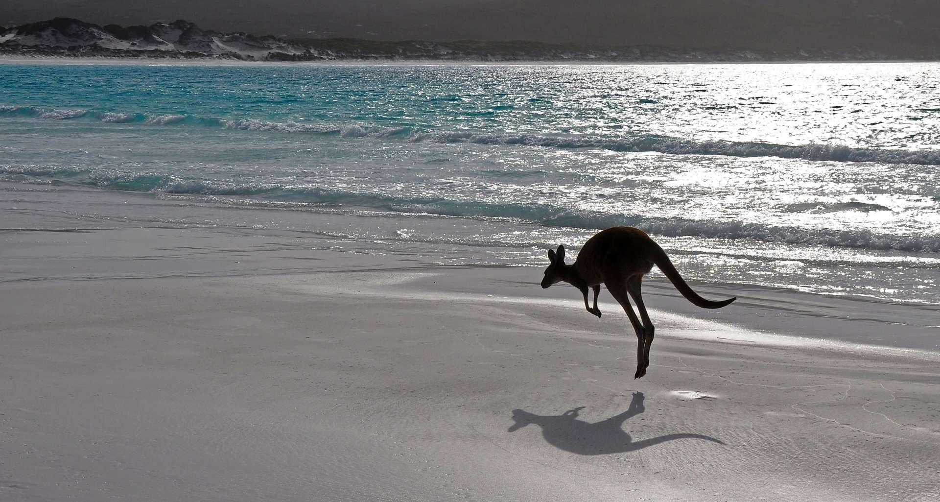 kangourou marsupial australie - Hier ist das Super-Raubtier, welches anderen Tieren den größten Schrecken einflößt!