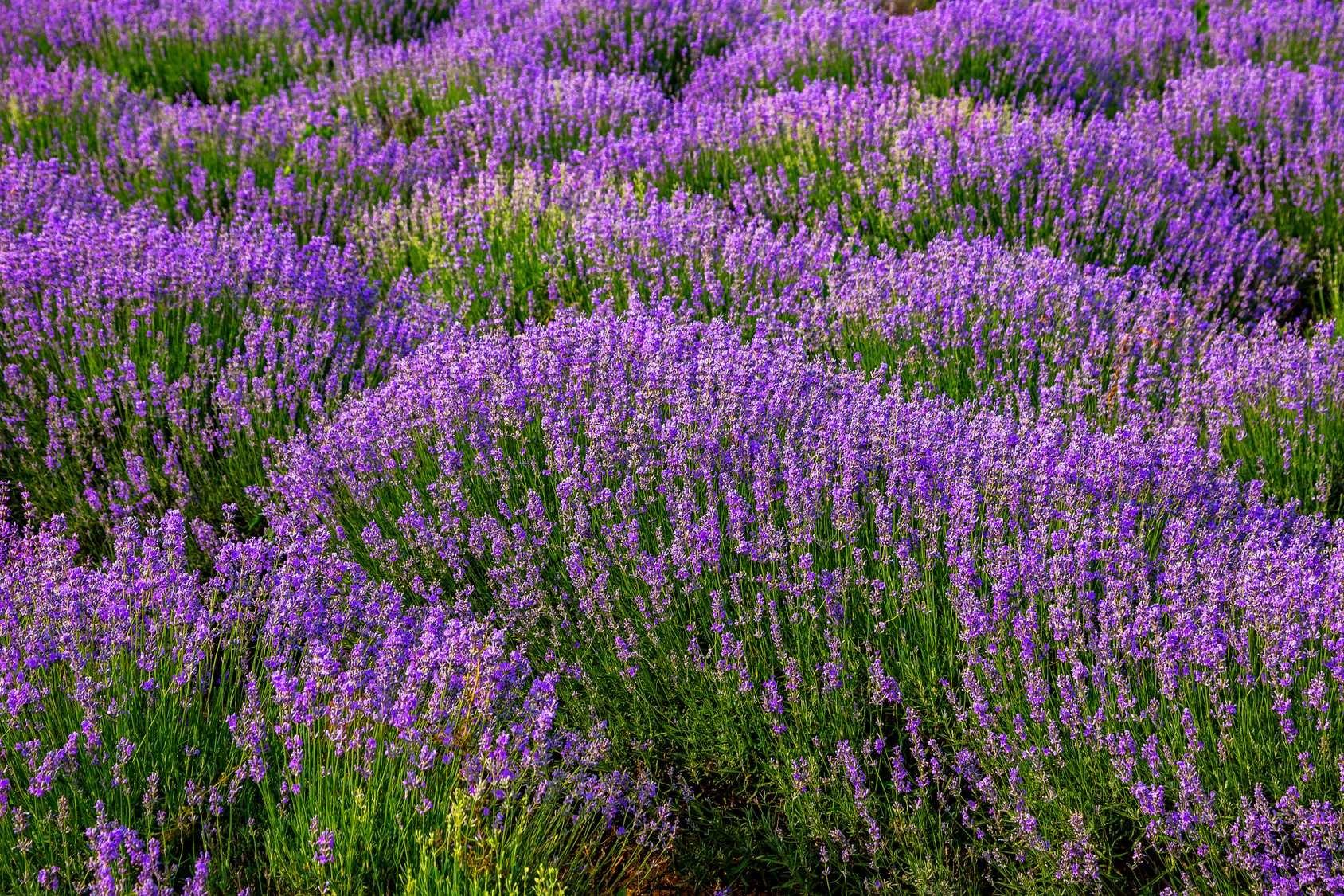 champ de lavande sergii fotoli - Was ist der Unterschied zwischen Lavendel und Lavandin?