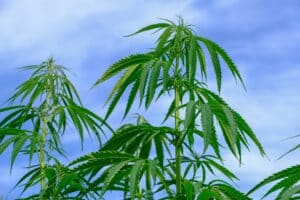 hemp 4354387 1920 300x200 - Wie baut man eigentlich Cannabis-Pflanzen an?