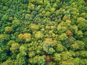 wald frankreich2 300x225 - „Unsere Wälder morgen": So werden unsere Wälder in Zukunft aussehen.